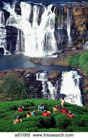 Stock Photography - Sri Lanka, Talawakele, Women picking tea in front of St. Clair's waterfall. Fotosearch