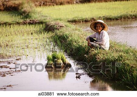 Thailand, Farmer resting after planting rice seedlings. View Large Photo Image Stock Image - Thailand, Farmer resting after planting rice seedlings.. Fotosearch