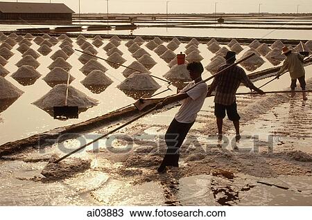Thailand, Sea salt harvest in fields. View Large Photo Image Stock Image - Thailand, Sea salt harvest in fields.. Fotosearch