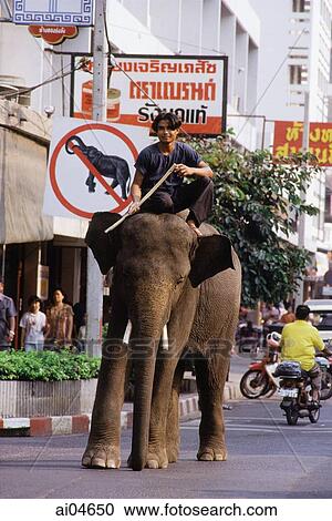 Thailand, Surin, Elephant and rider on city street. View Large Photo Image Stock Image - Thailand, Surin, Elephant and rider on city street.. Fotosearch