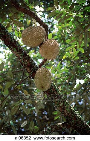 Tree with Durian fruit View Large Photo Image Stock Image - Tree with Durian fruit. Fotosearch