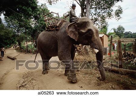 Vietnam, Ban Dong, Central Highlands, Man riding elephant. View Large Photo Image Stock Image - Vietnam, Ban Dong, Central Highlands, Man riding elephant.. Fotosearch