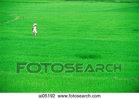 Vietnam, Danang, A worker spreading fertilizer in a rice field. View Large Photo Image Stock Image - Vietnam, Danang, A worker spreading fertilizer in a rice field.. Fotosearch