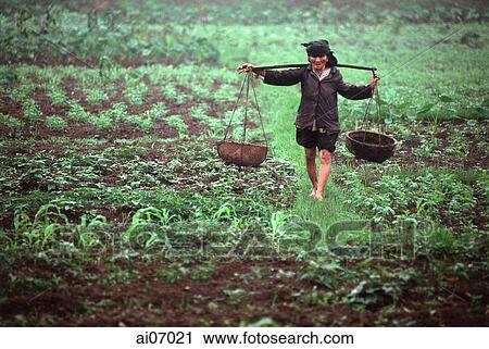 Vietnam, Hanoi, farmer walking through field View Large Photo Image Stock Image - Vietnam, Hanoi, farmer walking through field. Fotosearch
