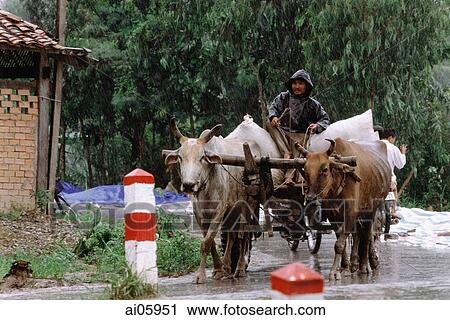 Vietnam, Mekong Delta region, Long Xuyen, Rice farmer driving cart in the rain. View Large Photo Image Stock Image - Vietnam, Mekong Delta region, Long Xuyen, Rice farmer driving cart in the rain.. Fotosearch
