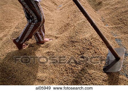 Stock Photo - Vietnam, Mekong Delta region, Long Xuyen, Farmers harvesting and drying rice.. Fotosearch