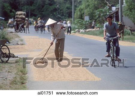 Vietnam, Mekong Delta, woman drying rice along Highway One. View Large Photo Image Stock Image - Vietnam, Mekong Delta, woman drying rice along Highway One.. Fotosearch