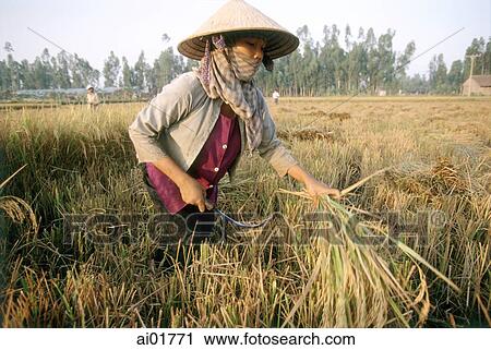 Vietnam, Mekong Delta, woman harvesting rice. View Large Photo Image Stock Image - Vietnam, Mekong Delta, woman harvesting rice.. Fotosearch