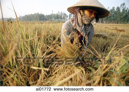 Vietnam, Mekong Delta, woman harvesting rice. View Large Photo Image Stock Image - Vietnam, Mekong Delta, woman harvesting rice.. Fotosearch