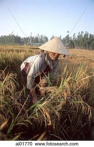 Vietnam, Mekong Delta, woman working in rice field. View Large Photo Image Stock Image - Vietnam, Mekong Delta, woman working in rice field.. Fotosearch