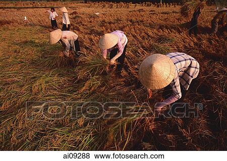 Vietnam, Outside Vinh Long, Mekong delta, Female farm workers harvesting rice. View Large Photo Image Stock Photo - Vietnam, Outside Vinh Long, Mekong delta, Female farm workers harvesting rice.. Fotosearch