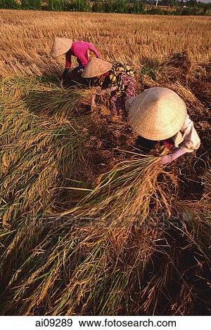 Vietnam, Outside Vinh Long, Mekong delta, Female farm workers harvesting rice. View Large Photo Image Stock Photo - Vietnam, Outside Vinh Long, Mekong delta, Female farm workers harvesting rice.. Fotosearch
