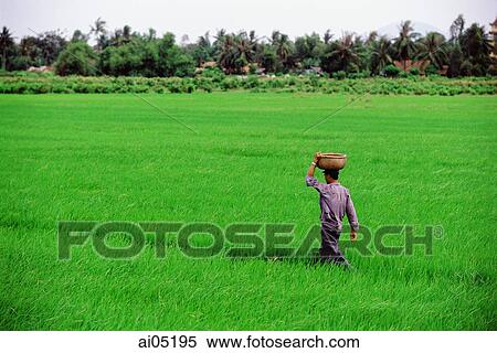 Vietnam, Tay Ninh, A worker walking through a rice field. View Large Photo Image Stock Photography - Vietnam, Tay Ninh, A worker walking through a rice field.. Fotosearch