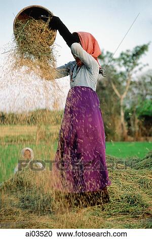 Vietnam, woman threshing rice View Large Photo Image Stock Image - Vietnam, woman threshing rice. Fotosearch