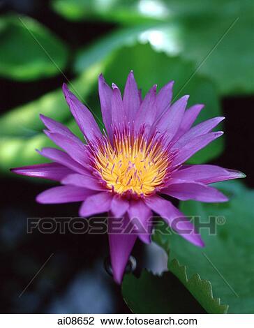 Water lily, close-up View Large Photo Image Stock Image - Water lily, close-up. Fotosearch