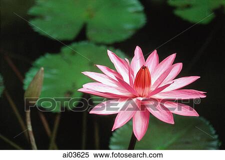 Water Lotus View Large Photo Image Stock Photography - Water Lotus. Fotosearch