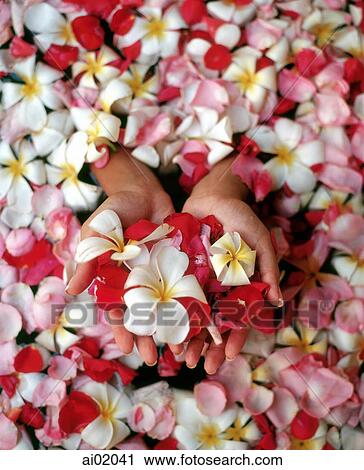 Woman's hands holding flower petals in bathtub, high angle View Large Photo Image Stock Image - Woman's hands holding flower petals in bathtub, high angle. Fotosearch