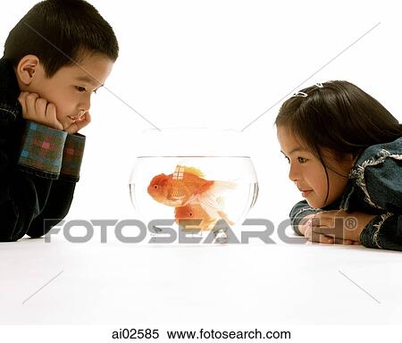 Young girl and boy looking at goldfish in glass bowl, white background. View Large Photo Image Stock Photography - Young girl and boy looking at goldfish in glass bowl, white background.. Fotosearch