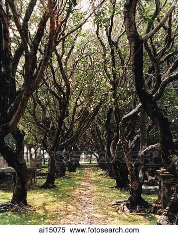 Avenue of ancient Frangipani trees View Large Photo Image Stock Photography - Avenue of ancient Frangipani trees. Fotosearch