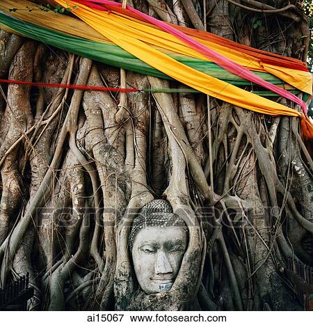 Buddha head encased in holy Banyan tree View Large Photo Image Stock Photo - Buddha head encased in holy Banyan tree. Fotosearch