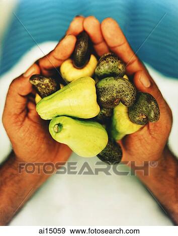 Cashew nuts in the hands of Sri Lankan male View Large Photo Image Stock Photo - Cashew nuts in the hands of Sri Lankan male. Fotosearch