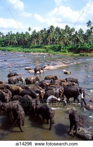Stock Photograph -  Sri-Lanka, Pinnewala elephant orphanage, bath time.. Fotosearch