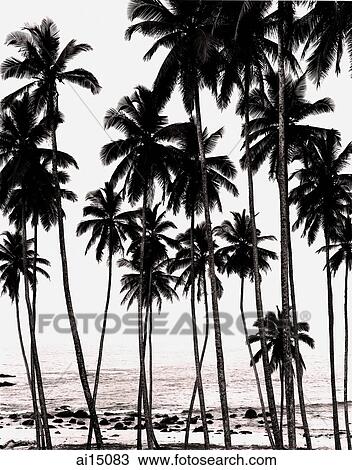 Towering coconut palms and sea view, early morning View Large Photo Image Stock Image - Towering coconut palms and sea view, early morning. Fotosearch