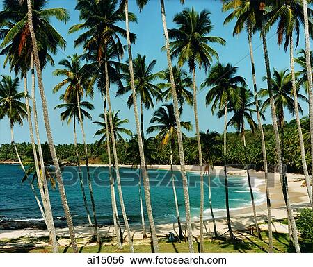 Stock Photograph - Towering coconut palms and white sand beach. Fotosearch