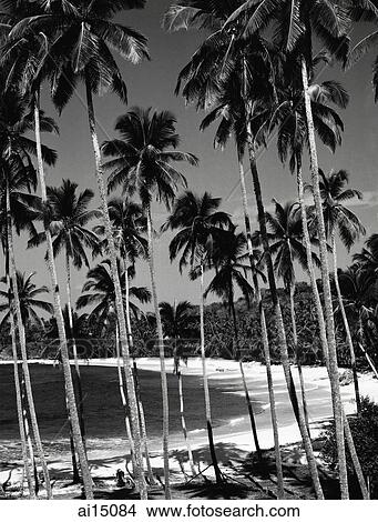 Towering coconut palms and white sandy beach View Large Photo Image Picture - Towering coconut palms and white sandy beach. Fotosearch
