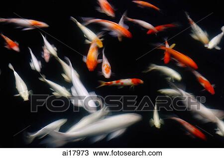 Koi Carp in pond View Large Photo Image Stock Image - Koi Carp in pond. Fotosearch