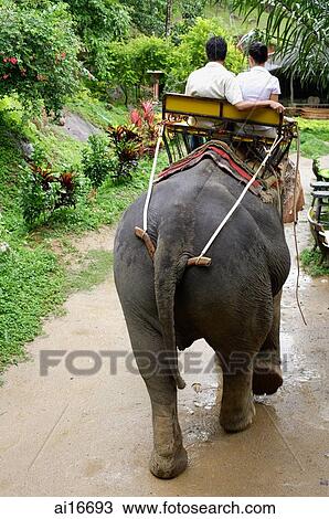 Stock Image - Couple riding elephant, Phuket, Thailand . Fotosearch