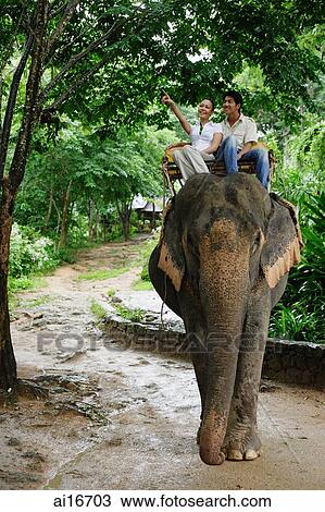 Couple riding elephant, woman pointing, Phuket, Thailand View Large Photo Image Stock Image - Couple riding elephant, woman pointing, Phuket, Thailand . Fotosearch