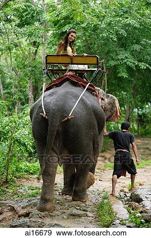 Female tourist riding an elephant, Phuket, Thailand View Large Photo Image Stock Photo - Female tourist riding an elephant, Phuket, Thailand . Fotosearch