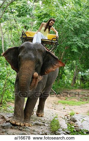 Female tourist riding elephant, Phuket, Thailand View Large Photo Image Stock Photo - Female tourist riding elephant, Phuket, Thailand . Fotosearch