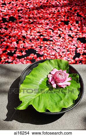 Flower on leaf at edge of tub filled with petals View Large Photo Image Picture - Flower on leaf at edge of tub filled with petals . Fotosearch