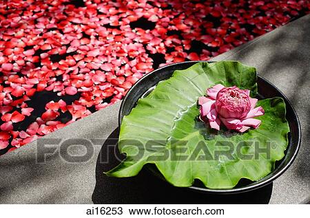 Flower sitting on petals and leaf at edge of tub filled with petals View Large Photo Image Stock Image - Flower sitting on petals and leaf at edge of tub filled with petals . Fotosearch