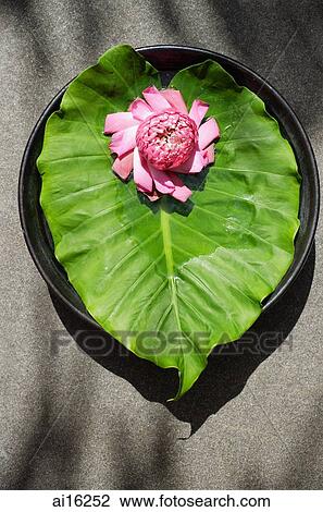 Flower sitting on petals and leaf View Large Photo Image Stock Image - Flower sitting on petals and leaf . Fotosearch