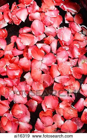 Stock Photo - Flowers floating on water, close-up . Fotosearch