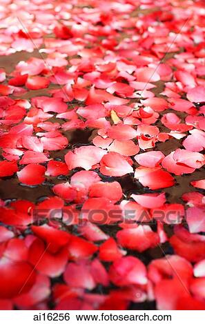Stock Photograph - Flowers floating on water, close-up . Fotosearch