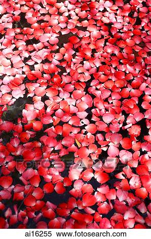 Stock Photography - Flowers floating on water . Fotosearch