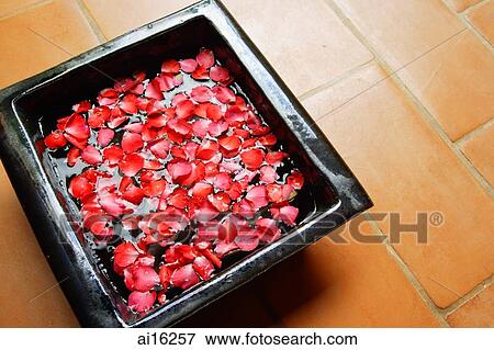 High angle view of rose petals in a bowl View Large Photo Image Stock Photo - High angle view of rose petals in a bowl . Fotosearch