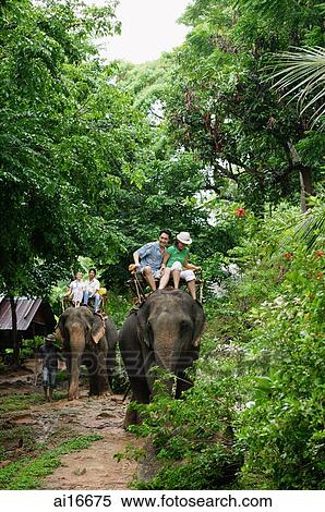 Tourists riding on elephant, Phuket, Thailand View Large Photo Image Stock Photography - Tourists riding on elephant, Phuket, Thailand . Fotosearch