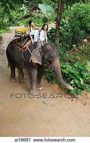 Two young women on an elephant in Phuket, Thailand View Large Photo Image Stock Photo - Two young women on an elephant in Phuket, Thailand . Fotosearch