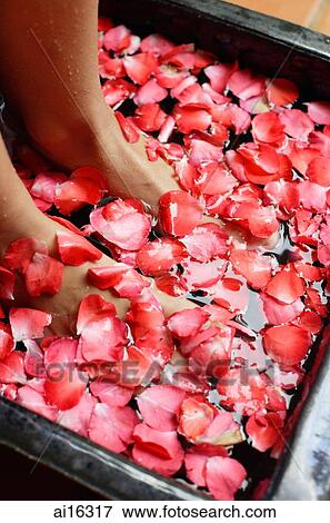 Womans feet in bowl of water filled with flower petals View Large Photo Image Stock Photo - Womans feet in bowl of water filled with flower petals . Fotosearch