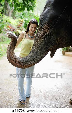 Young woman posing with elephant, looking at camera, Phuket, Thailand View Large Photo Image Stock Photo - Young woman posing with elephant, looking at camera, Phuket, Thailand . Fotosearch