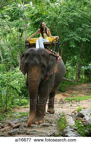 Stock Photo - Young woman sitting on elephant, Phuket, Thailand . Fotosearch