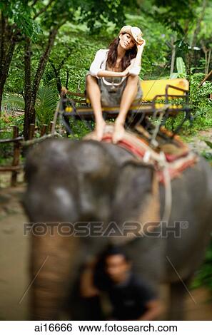 Young woman sitting on elephant, looking at camera, Phuket, Thailand View Large Photo Image Stock Photograph - Young woman sitting on elephant, looking at camera, Phuket, Thailand . Fotosearch