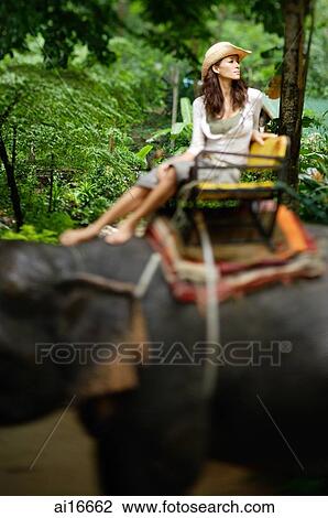 Young woman sitting on top of elephant, looking away, Phuket, Thailand View Large Photo Image Stock Image - Young woman sitting on top of elephant, looking away, Phuket, Thailand . Fotosearch
