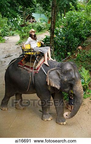 Young woman sitting on top of elephant, Phuket, Thailand View Large Photo Image Stock Image - Young woman sitting on top of elephant, Phuket, Thailand . Fotosearch