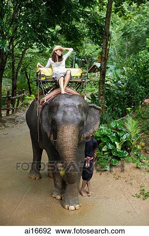 Stock Image - Young woman sitting on top of elephant, hand on head, Phuket, Thailand . Fotosearch